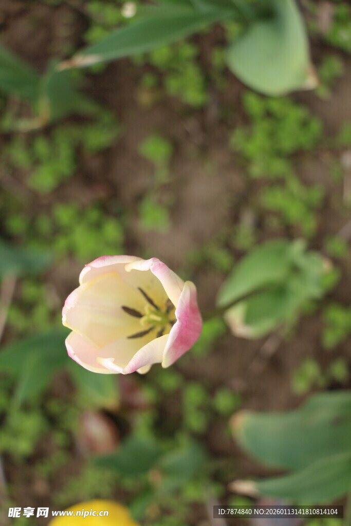 粉色郁金香特写