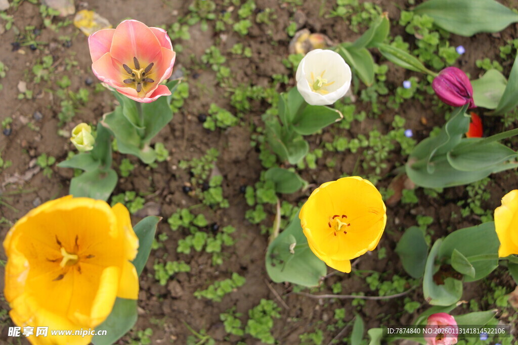 多彩郁金香绽放于泥土间