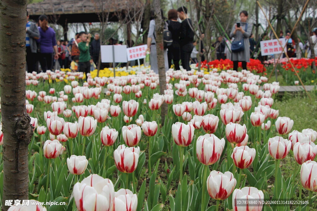 缤纷郁金香花海