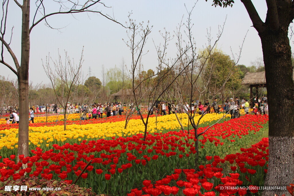 春日花海中的烂漫景致
