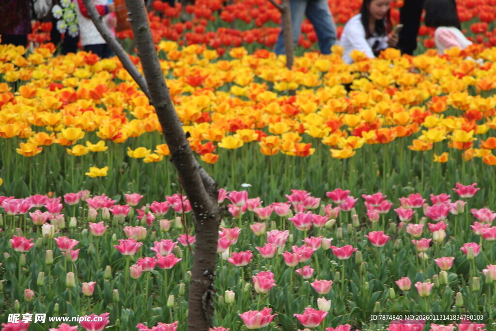 多彩郁金香花海美景