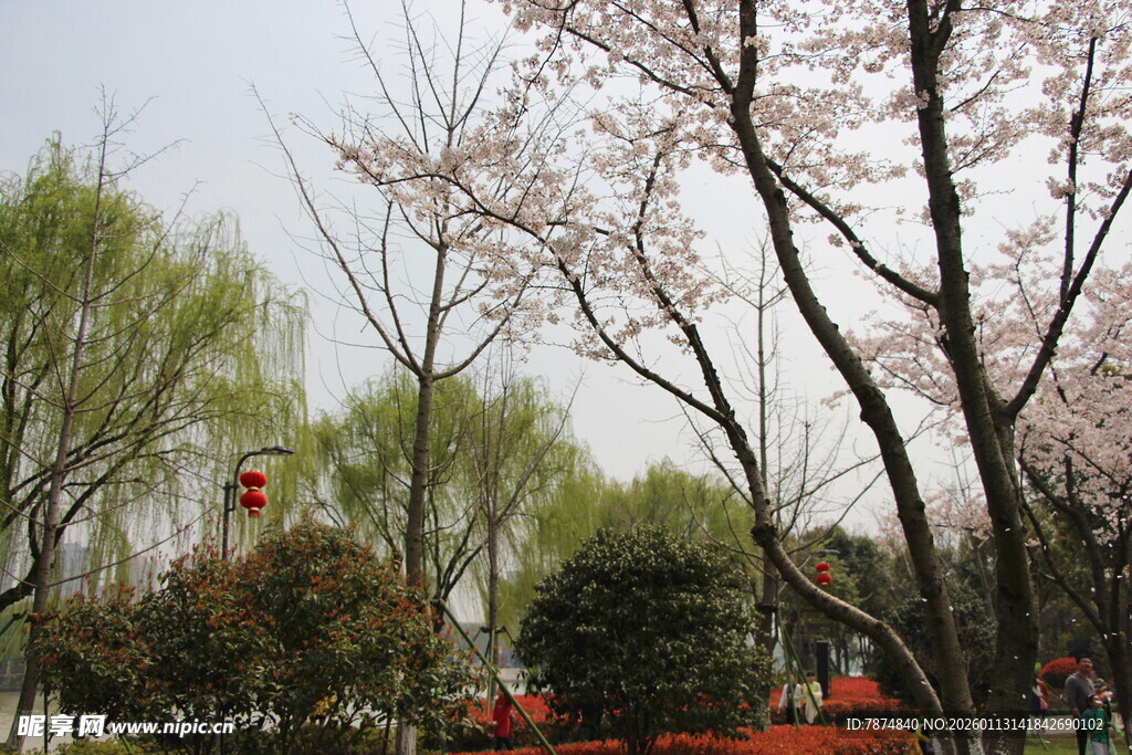 春日繁花盛开的公园景色