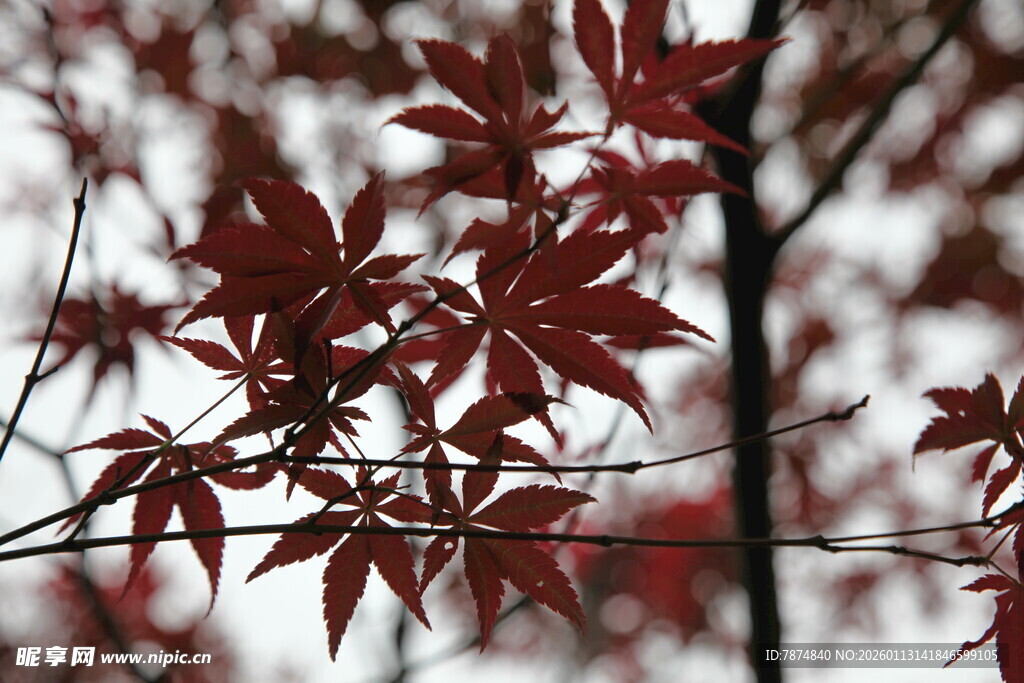 红枫叶枝特写