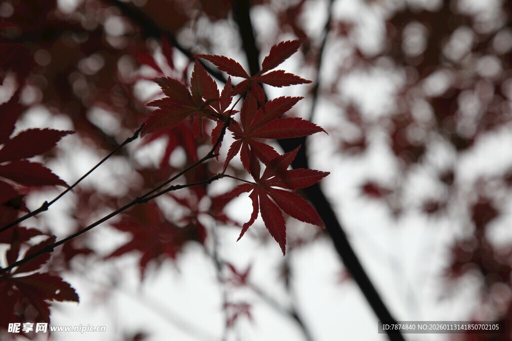 红枫叶枝特写