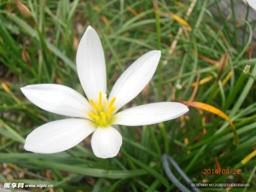 白色葱兰花绽放于绿草间