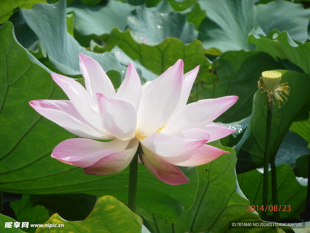 盛开的粉色荷花