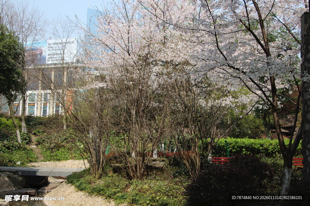 春日烂漫樱花小道景色