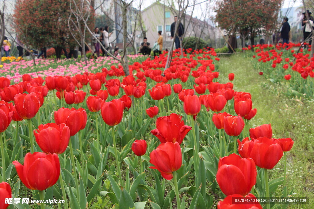 春日盛放的艳丽红郁金香