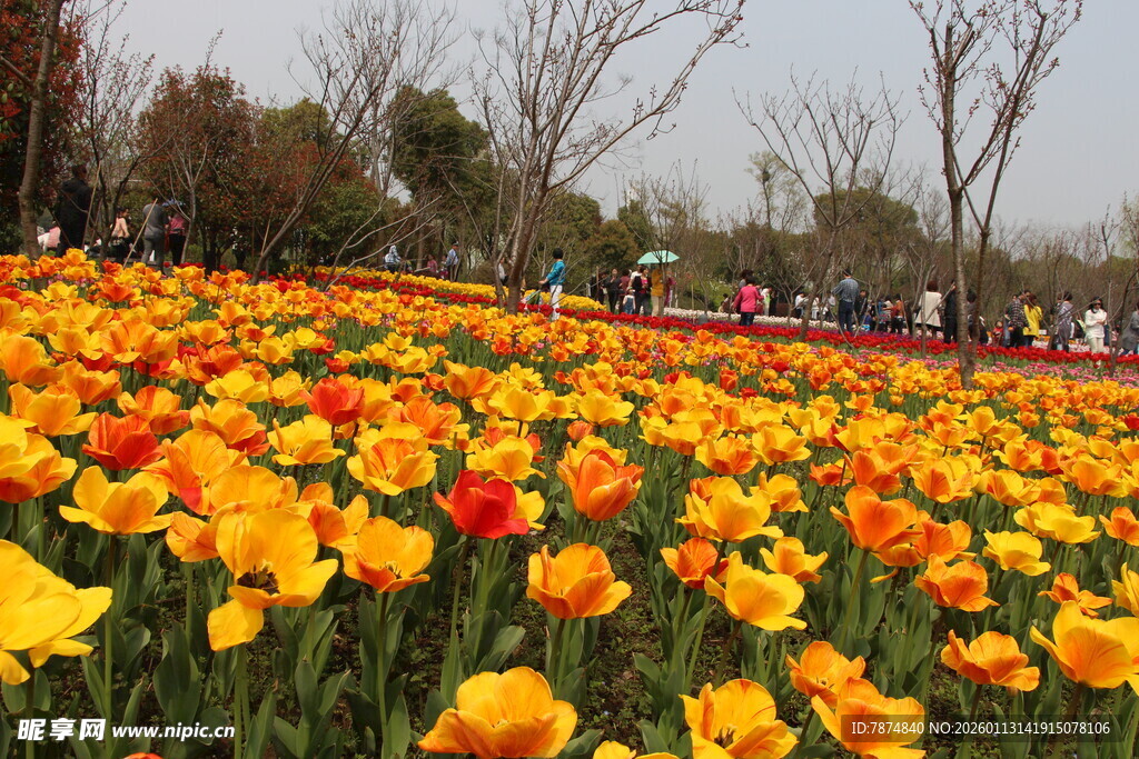 绚烂郁金香花海景观