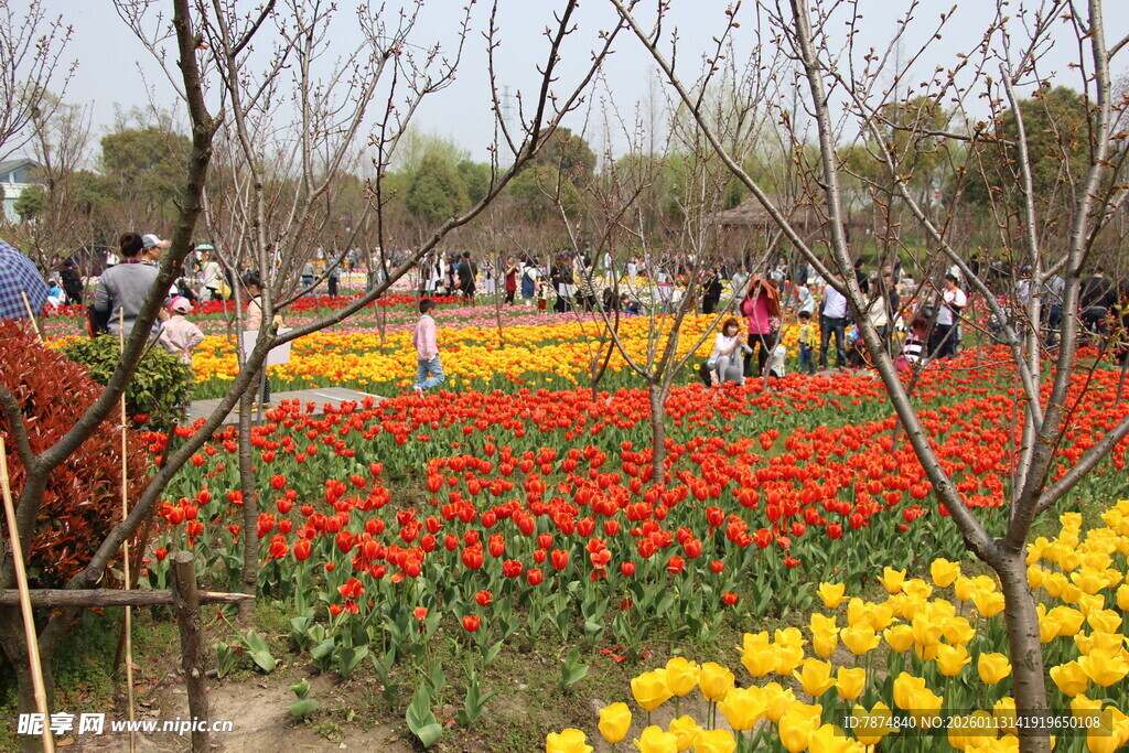 春日花海中的赏景人群