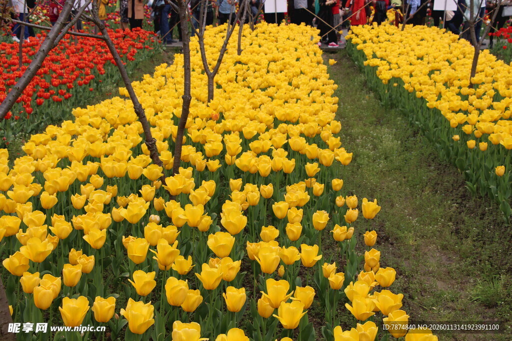 春日烂漫郁金香花海