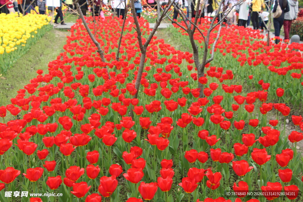 绚烂红郁金香花海景观