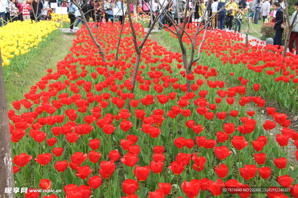 绚烂花海中的多彩郁金香