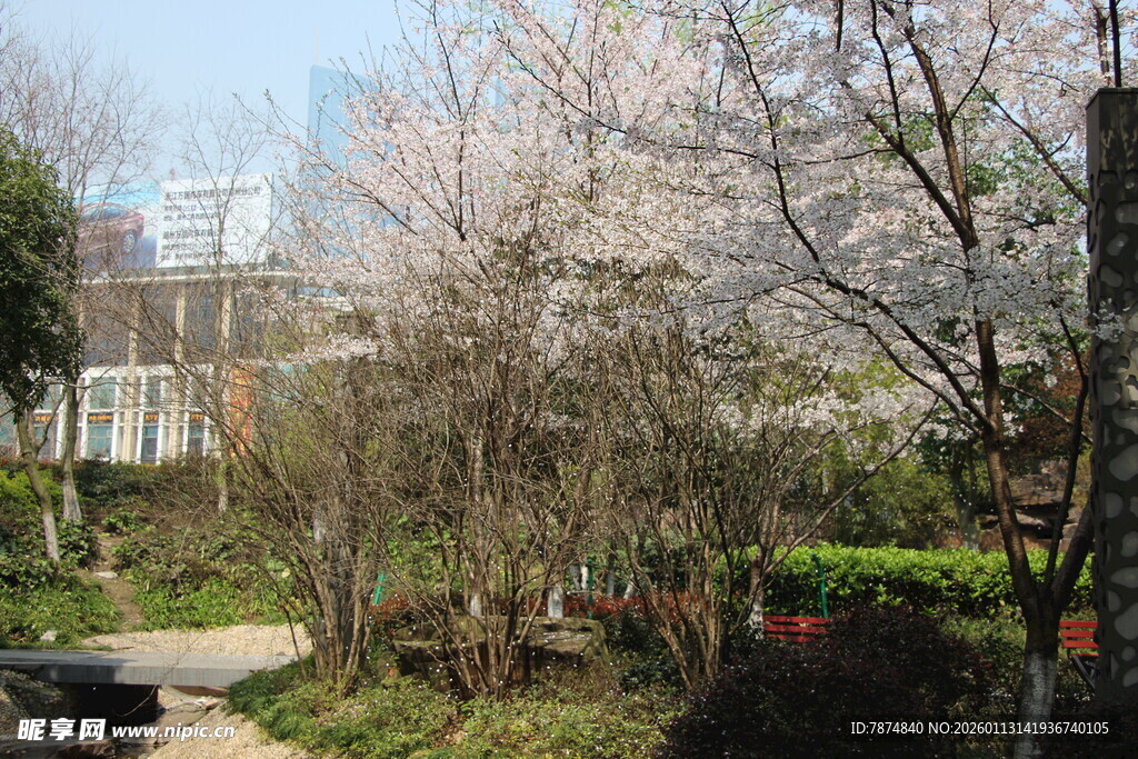 春日烂漫樱花小道