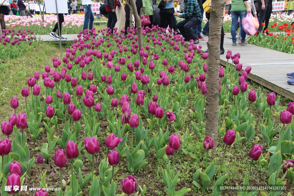 烂漫郁金香花丛景观