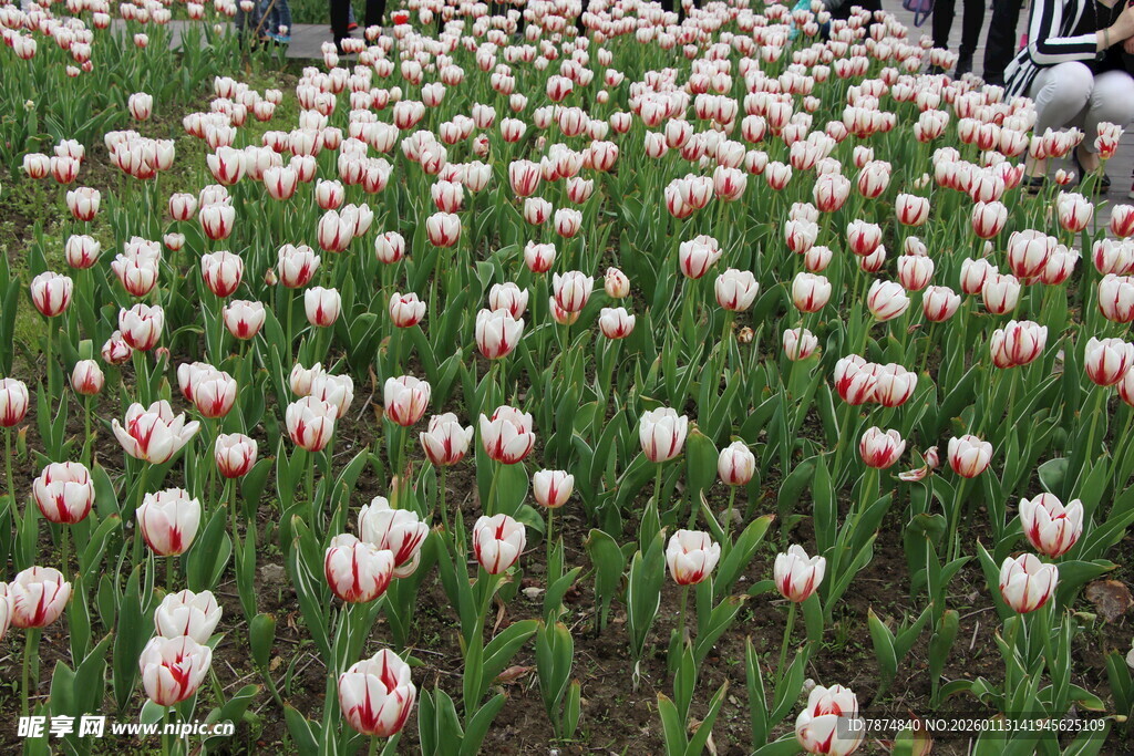 缤纷郁金香花海美景