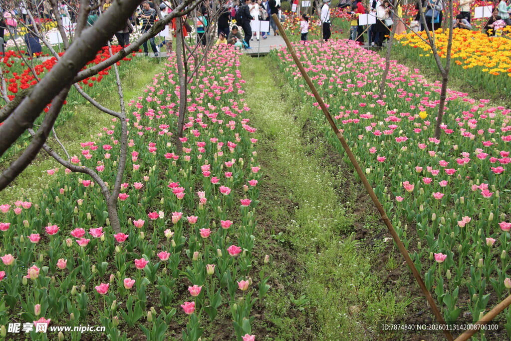 缤纷郁金香花田美景