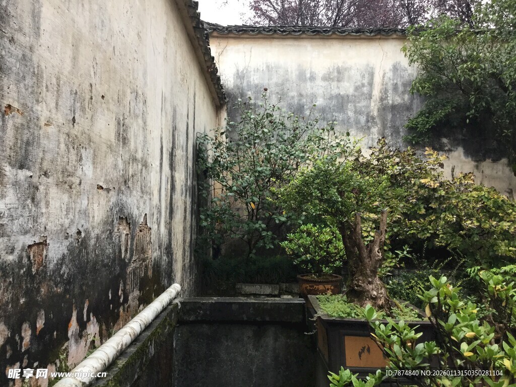 老旧墙边的绿植景致