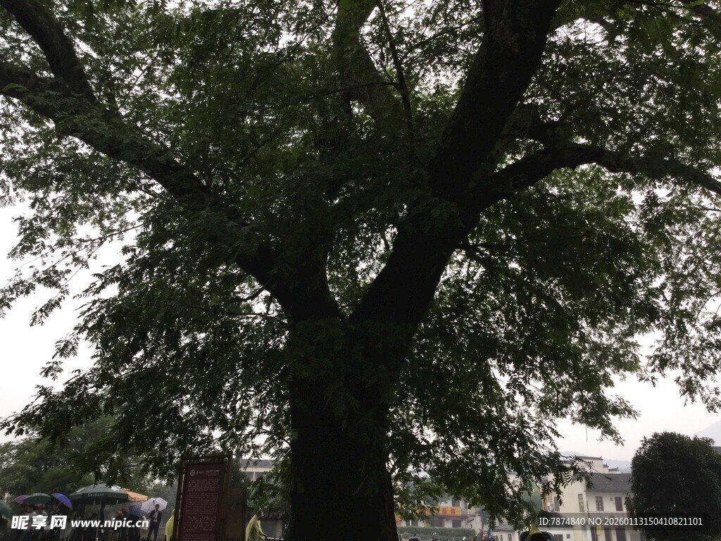 繁茂大树下的城市景象