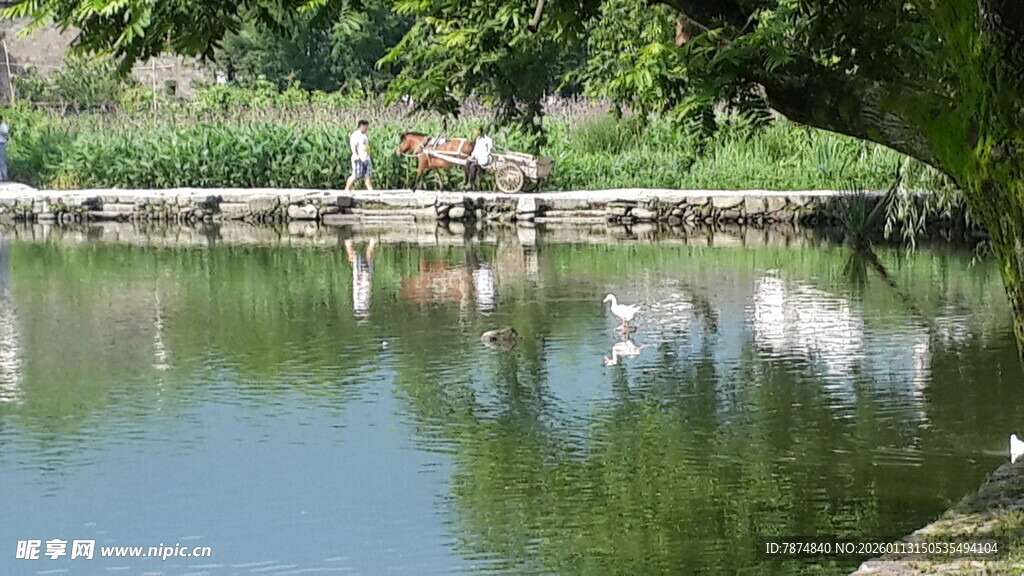 湖畔休闲场景 人鸟共乐