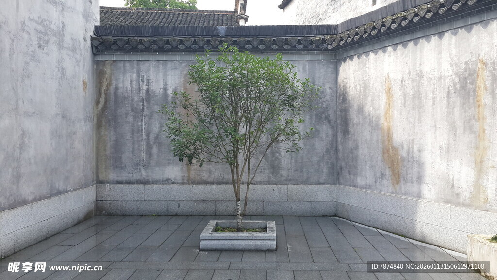 中式庭院中的孤植树景