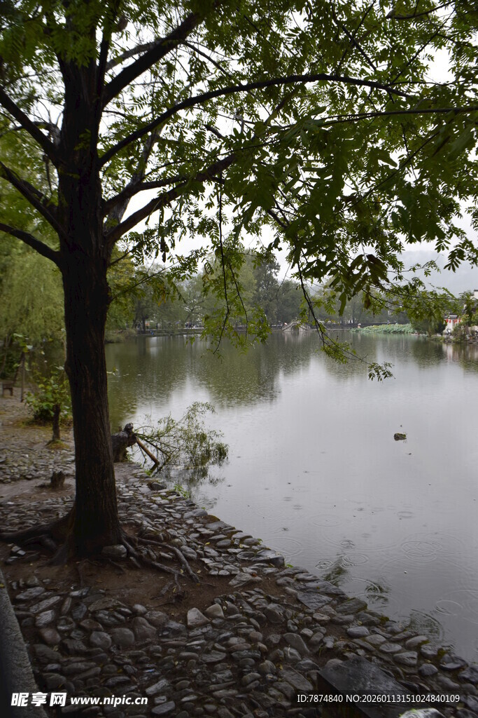 湖畔树木与宁静水面
