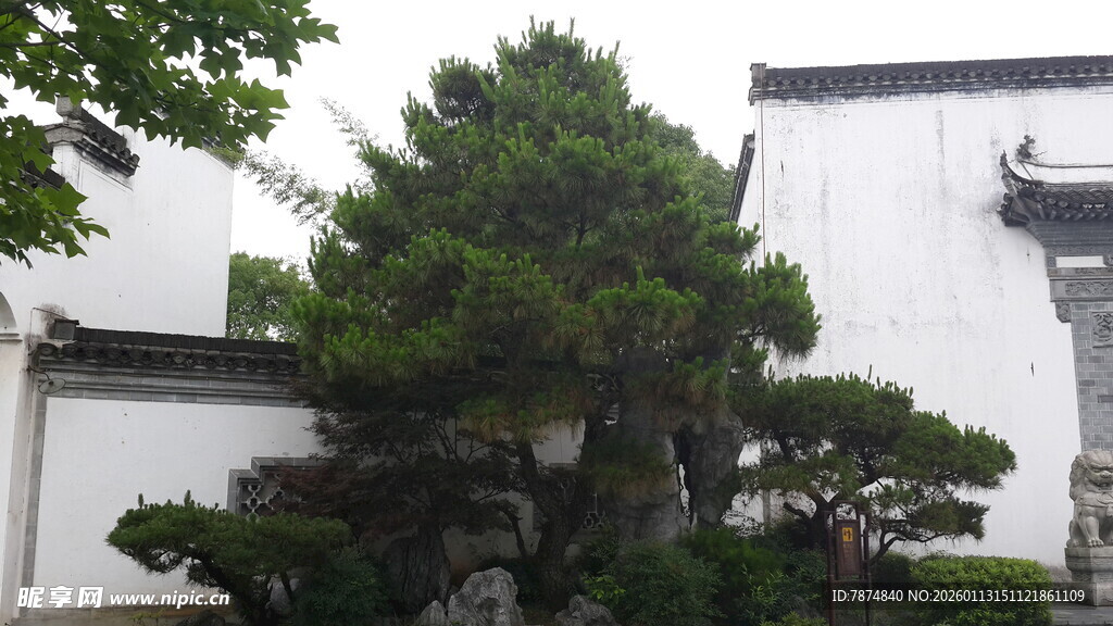 中式庭院中的苍松盆景