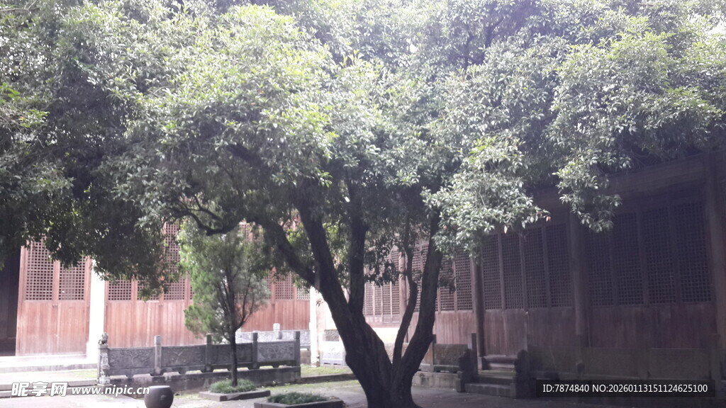 庭院绿树成荫静谧场景