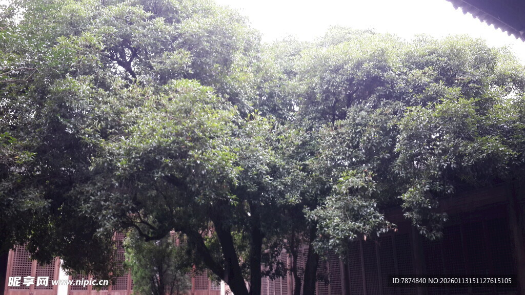 繁茂绿树环绕的静谧场景