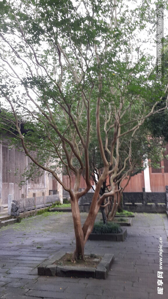 庭院中排列的繁茂树木