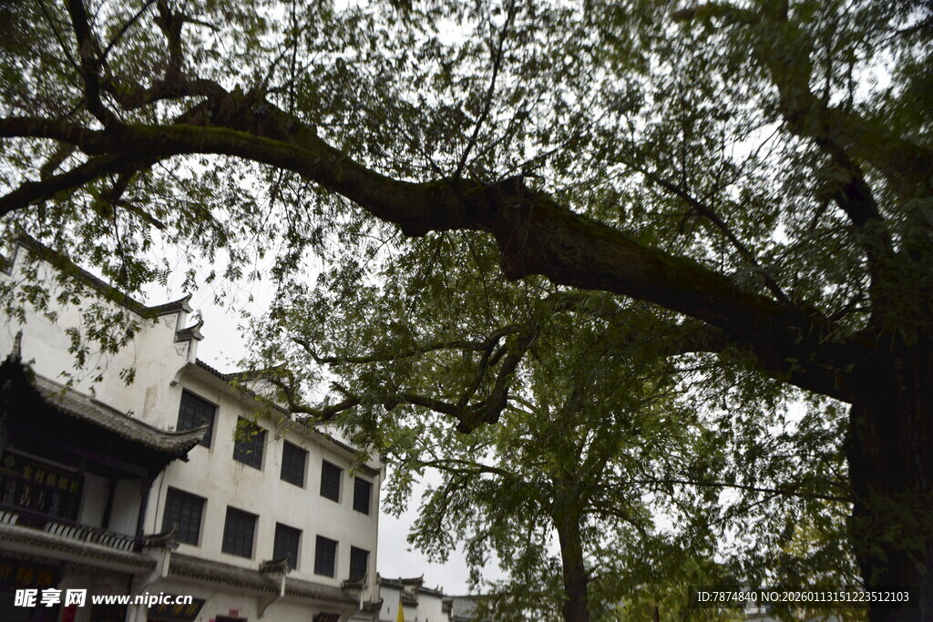古树下的中式建筑景观