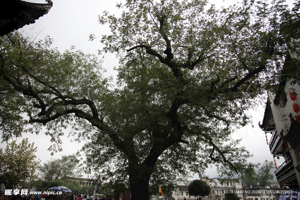 古老大树屹立于建筑旁