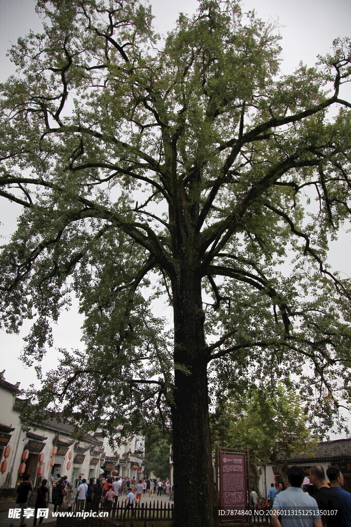 古树下的人群与繁茂枝叶