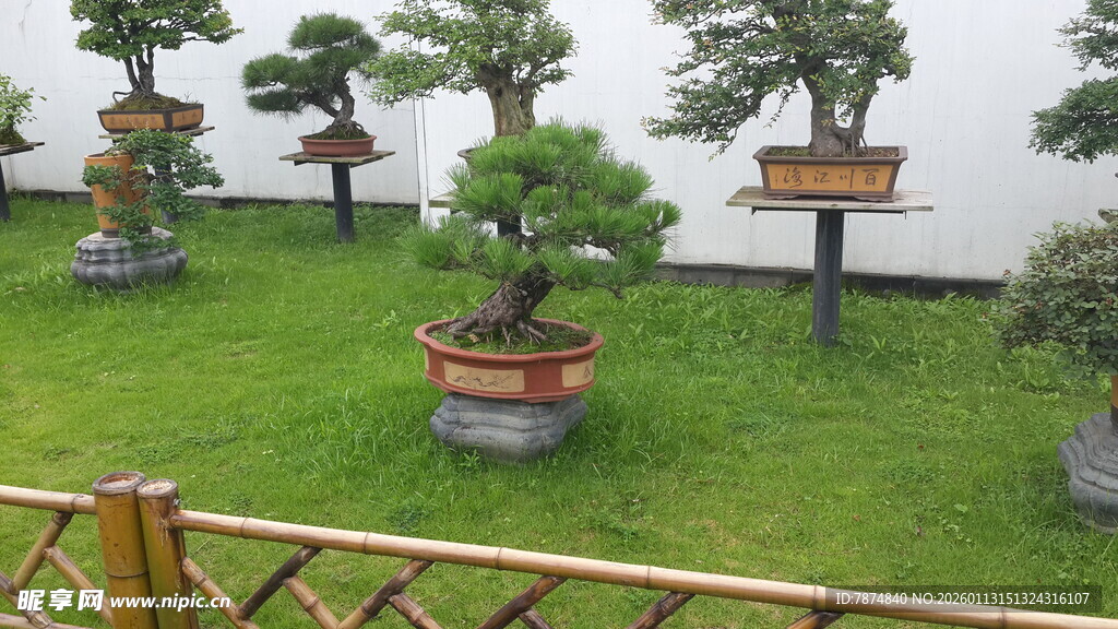 庭院中的精致盆景景观