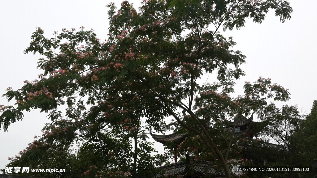 枝头繁茂的绿树