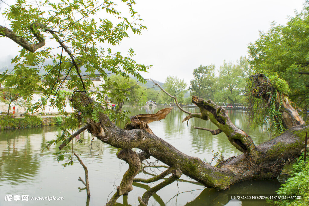 河边歪倒老树与栖息鸟儿