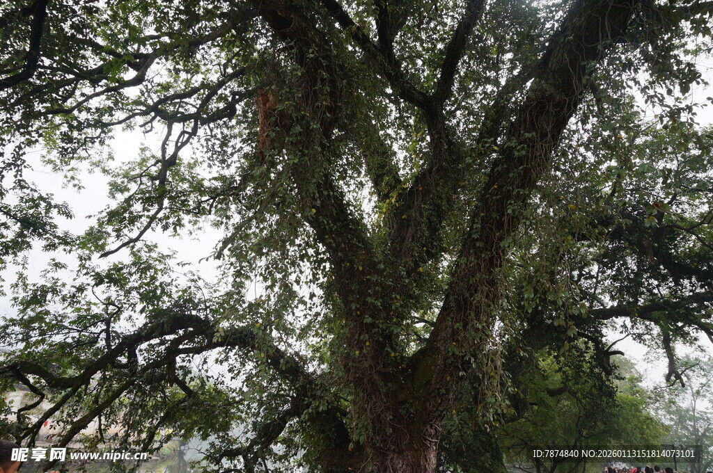 古老大树展现繁茂姿态