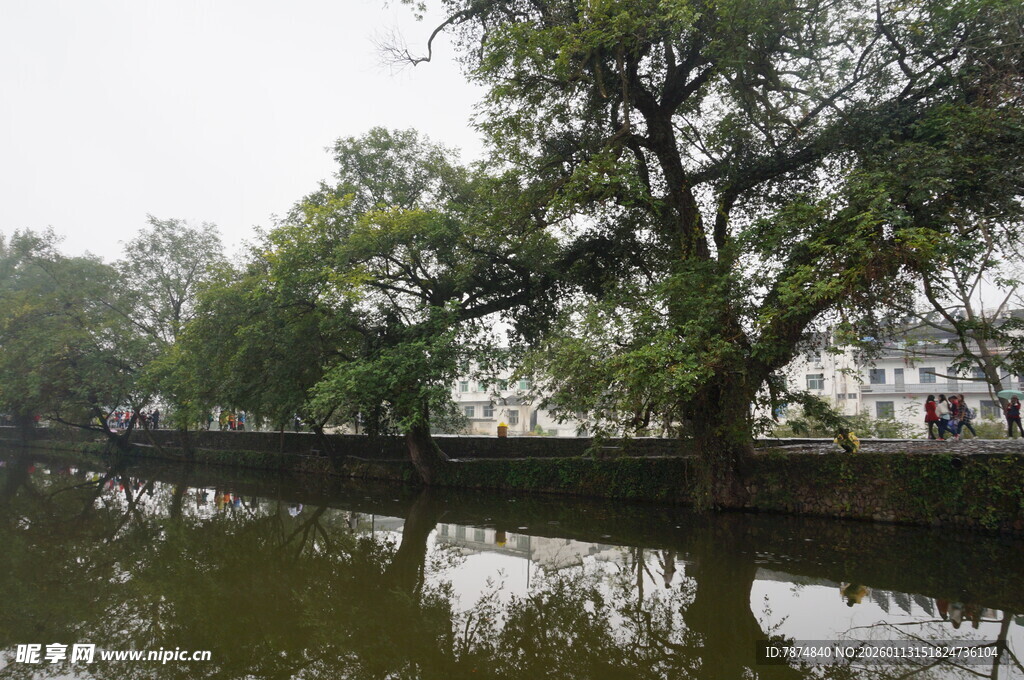 河畔绿树映水的静谧景致