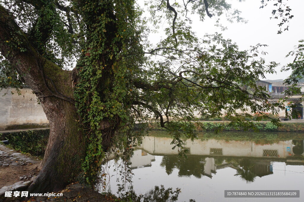 河畔垂柳 静谧水乡景致