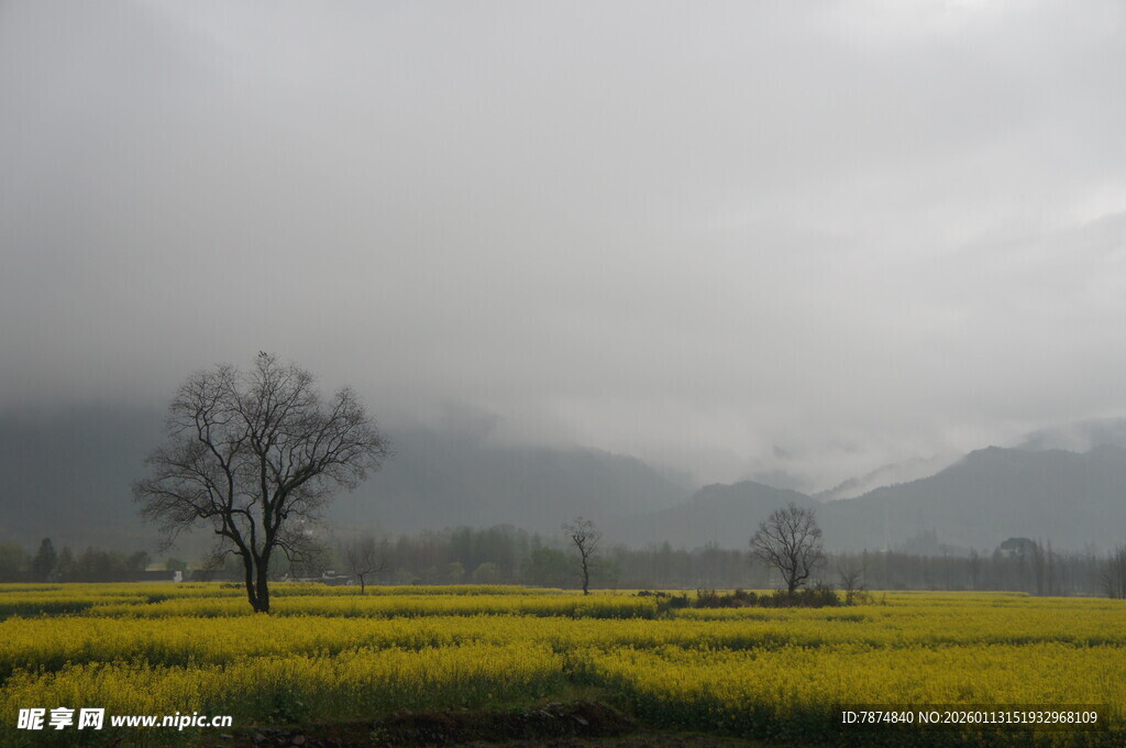 雾中田野孤树的静谧景致
