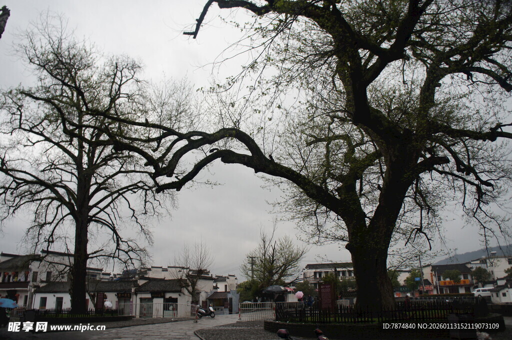 雨中光秃大树下的小镇景象