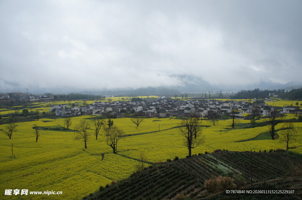 金黄田野中的乡村景致