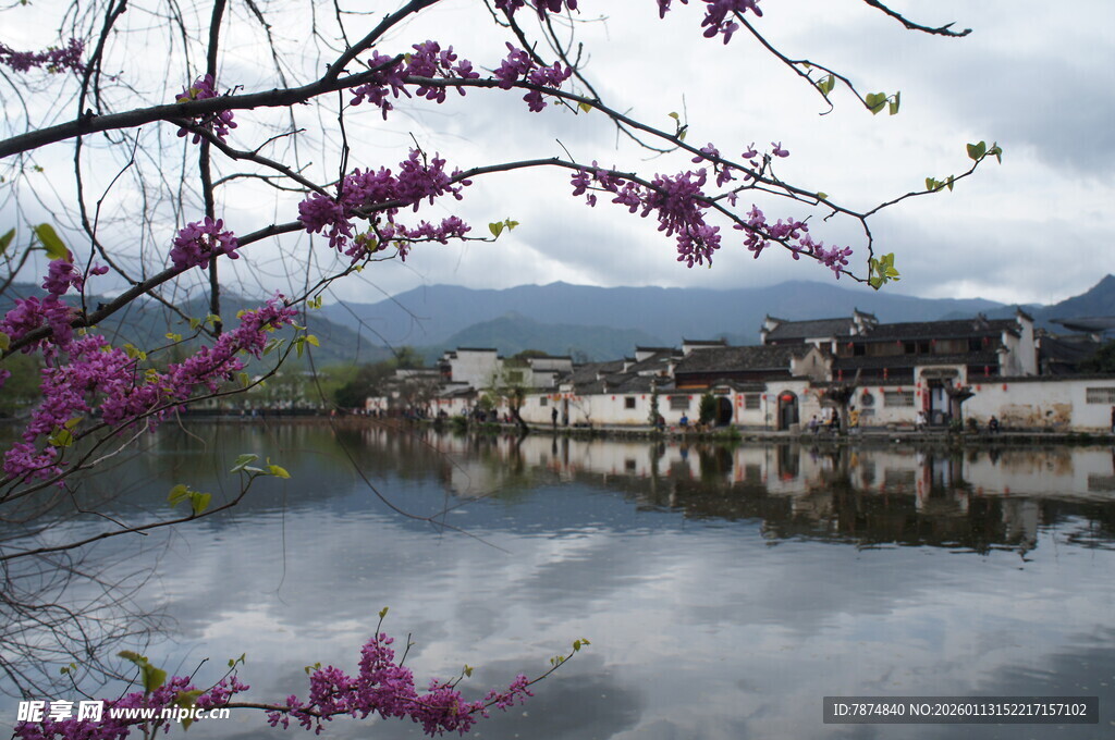 湖畔粉花映衬古朴村落