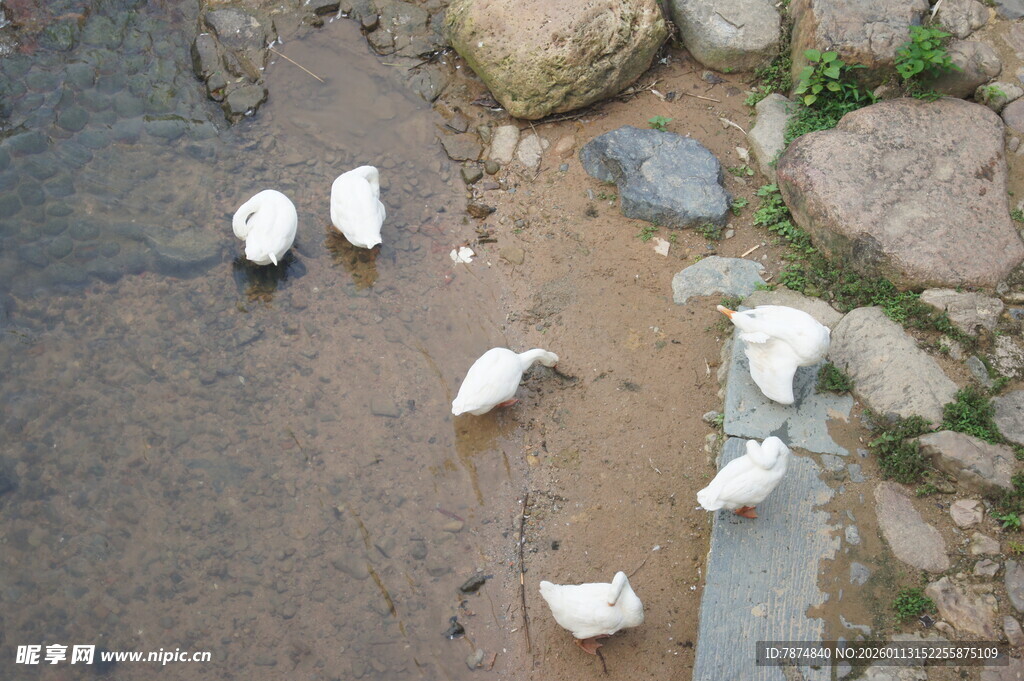 溪边漫步的几只白鹅