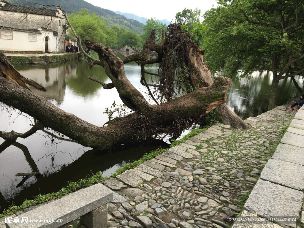 水边枯树与古朴景致