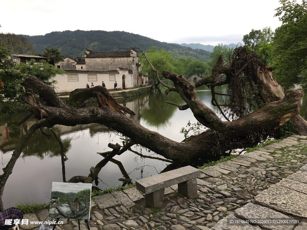 河边倾倒的枯树景观