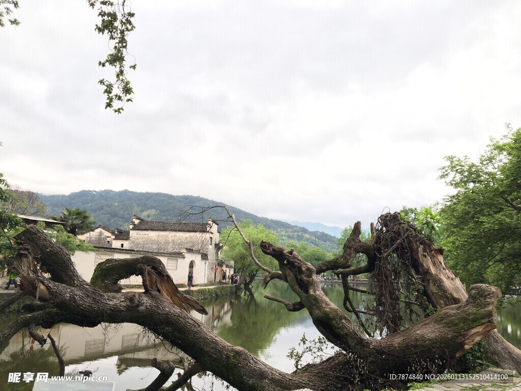 溪边枯树与远处村落景色