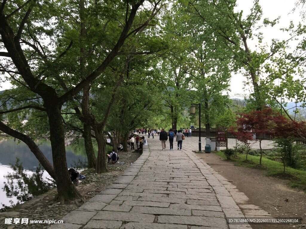 林荫小道上的悠闲漫步