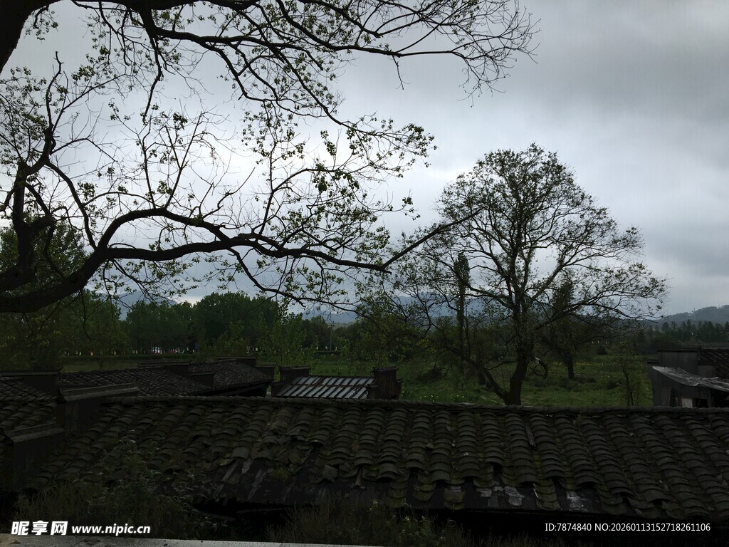 雨中村落 老树瓦房景致