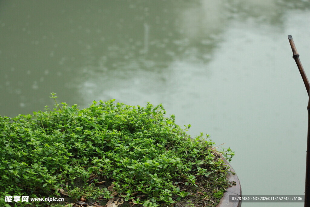水边绿植 清新自然景致